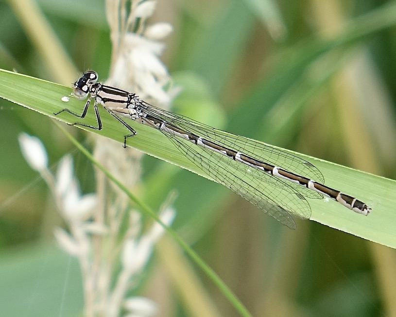 common blue damselfly
